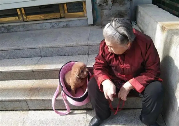 陪老人最好的狗