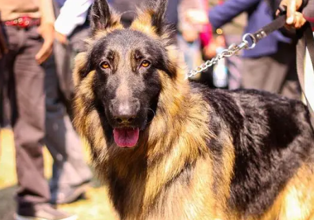 护卫犬排行榜前十名，忠诚勇敢的伙伴！