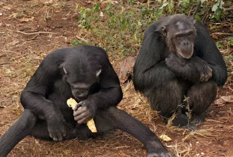黑猩猩是什么科什么属