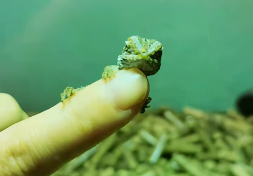 为啥会有人养鬃狮呢,它到底哪里好? 为啥会有人养鬃狮呢,它到底哪里好?