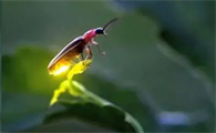 萤火虫是不是保护动物