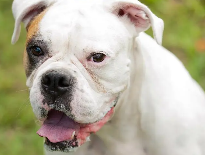 这六个小众的宝藏犬种,快来瞧瞧你认识几个! 这六个小众的宝藏犬种,快来瞧瞧你认识几个!