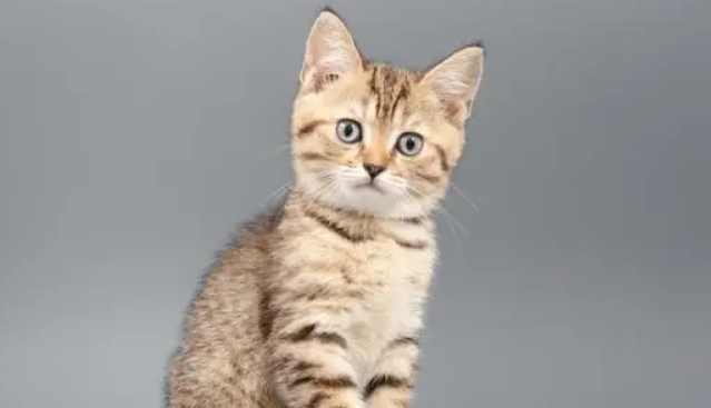 老人养猫的原因
