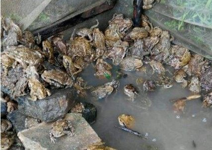 养殖蟾蜍有什么用