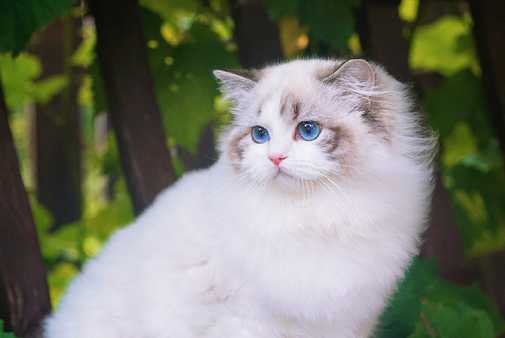 老人养猫对身体有影响吗