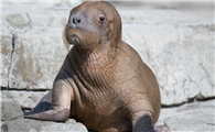 海象幼崽吃什么