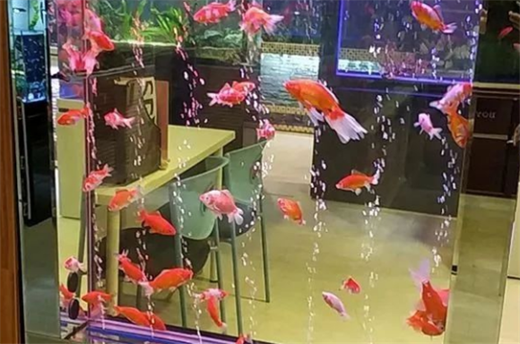 老人适合养什么品种的鱼 老人适合养什么品种的鱼