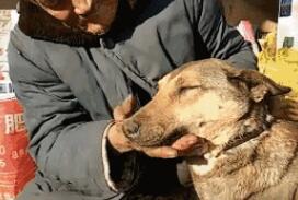 老人养狗没法遛怎么办