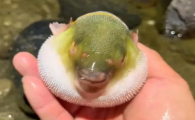 肺结节可以吃河豚吗