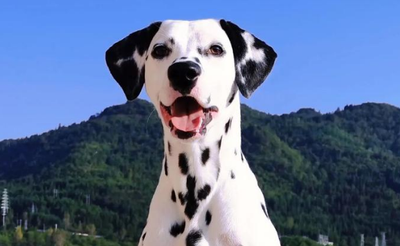 大麦町犬怎么养呢?这篇文章替你解疑 大麦町犬怎么养呢?这篇文章替你解疑