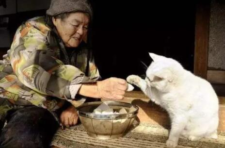 养猫对老人有哪些好处 养猫对老人有哪些好处