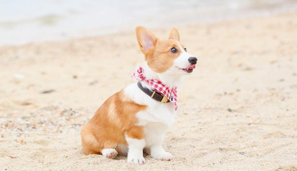 大中小型犬如何区分? 大中小型犬如何区分?