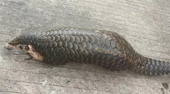 穿山甲依靠什么捕食