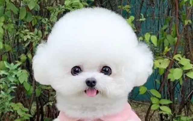 原来比熊犬有这些优缺点的，看看你家比熊中几个