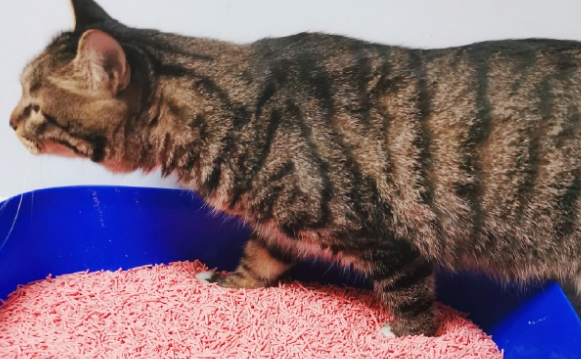 魔粒猫砂怎么样
