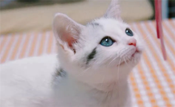 英短净梵怎么看纯不纯？蓝白净梵猫的性格