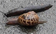 杀蛞蝓用什么药