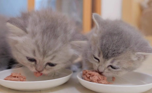 馋小汪猫罐头怎么样 馋小汪猫罐头怎么样