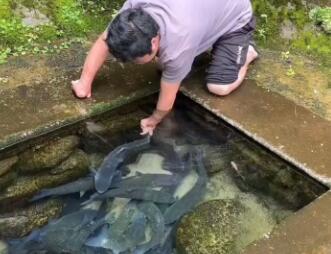 老人养鱼为什么总死啊 老人养鱼为什么总死啊