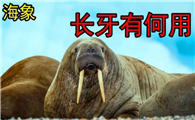 海象象牙的作用