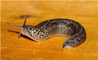 鼻涕虫是哪里来的