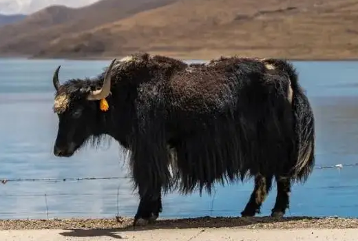 牦牛奶与牛奶哪个更好 牦牛奶与牛奶哪个更好
