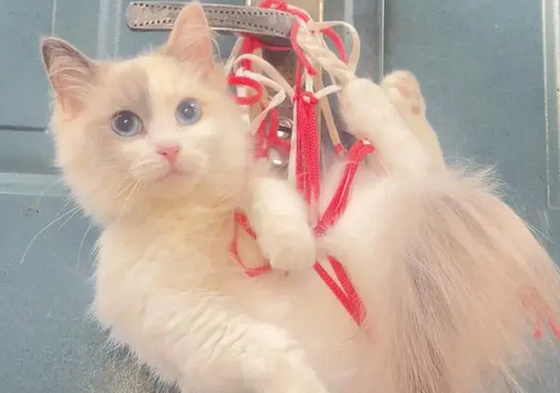 老人养猫散养好吗 老人养猫散养好吗