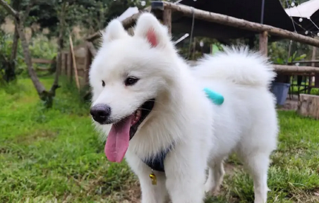 老人为什么都喜欢养猫养狗