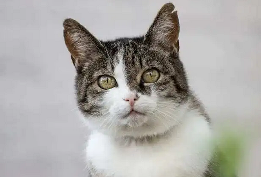 为什么老人养的猫都很乖