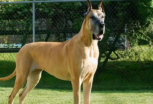 这6种优秀的护卫犬，速来了解