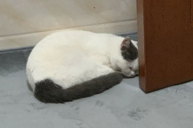 为什么净梵猫那么贵 为什么净梵猫那么贵