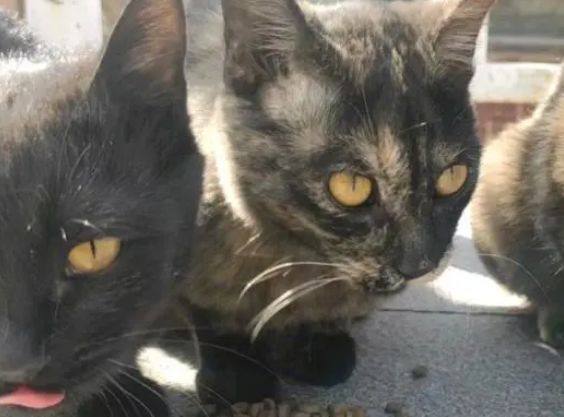 猫界三美女:玳瑁、三花与彩狸猫的区别 猫界三美女:玳瑁、三花与彩狸猫的区别