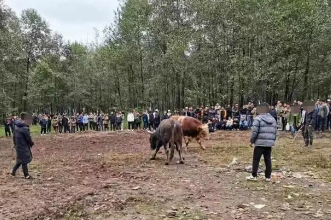 凉山男子私自组织斗羊斗牛比赛，被警方行拘