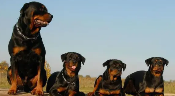 看完 “罗威纳犬” 的这些缺点后,还敢饲养的人可真是勇士啊! 看完 “罗威纳犬” 的这些缺点后,还敢饲养的人可真是勇士啊!