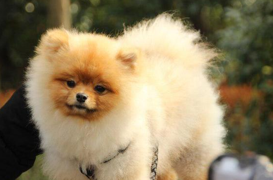 比熊犬有哪些优点和缺点