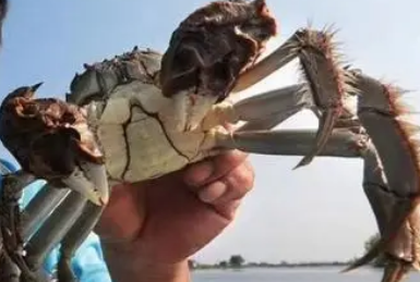 蟹捕头大闸蟹怎么样?来看看! 蟹捕头大闸蟹怎么样?来看看!