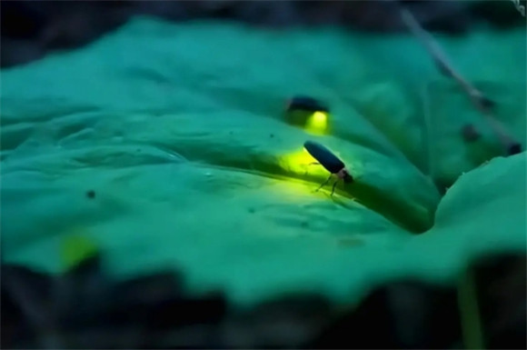 萤火虫发的光是什么光