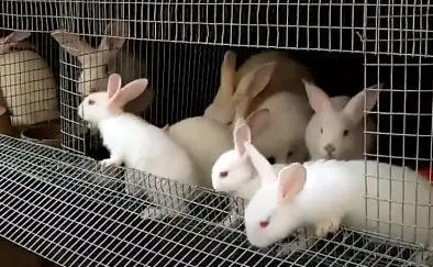 老人养兔子会导致过敏吗 老人养兔子会导致过敏吗