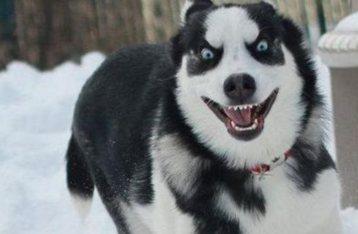 优秀的8种“护卫犬”，你了解多少？