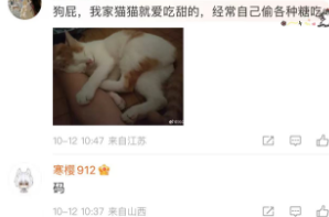 原来养猫有这么多讲究，犯了相当于“慢性杀猫”！