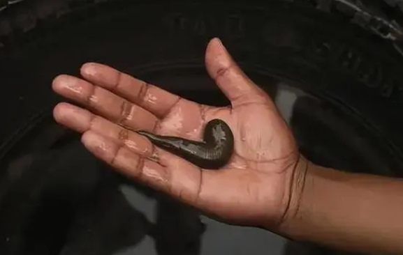水蛭的捕捉方法和时间
