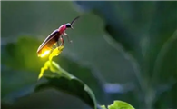萤火虫是害虫还是益虫