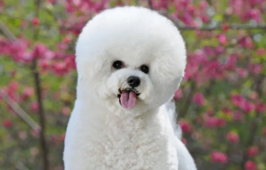 比熊犬新手如何正确饲养?比熊饲养攻略大全 比熊犬新手如何正确饲养?比熊饲养攻略大全