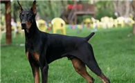 看家护院的小能手:最出色的 8 种 “护卫犬”,你家有吗?
