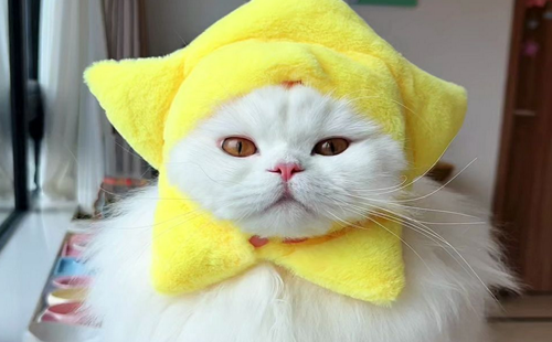 猫咪头套