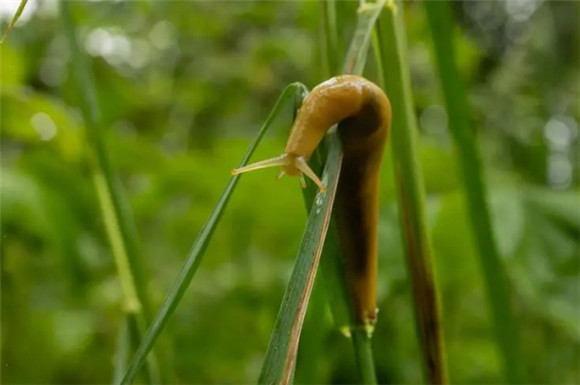 蛞蝓怎么预防