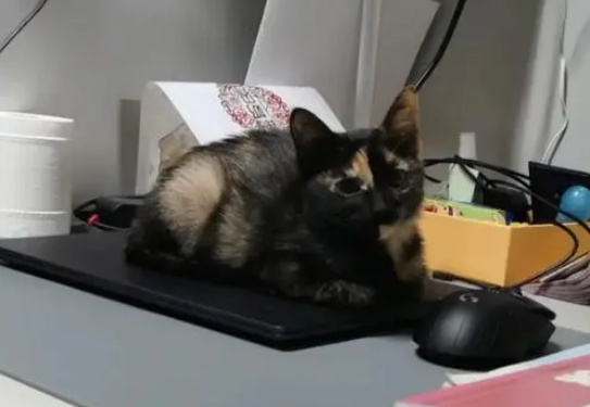 猫界三美女:玳瑁、三花与彩狸猫的区别 猫界三美女:玳瑁、三花与彩狸猫的区别