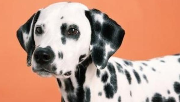 大中小型犬如何区分? 大中小型犬如何区分?