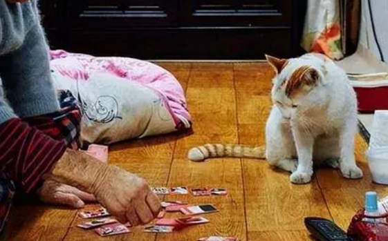 老人养猫后果有多严重 老人养猫后果有多严重