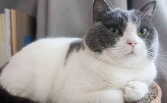 老人养猫为什么会长胖